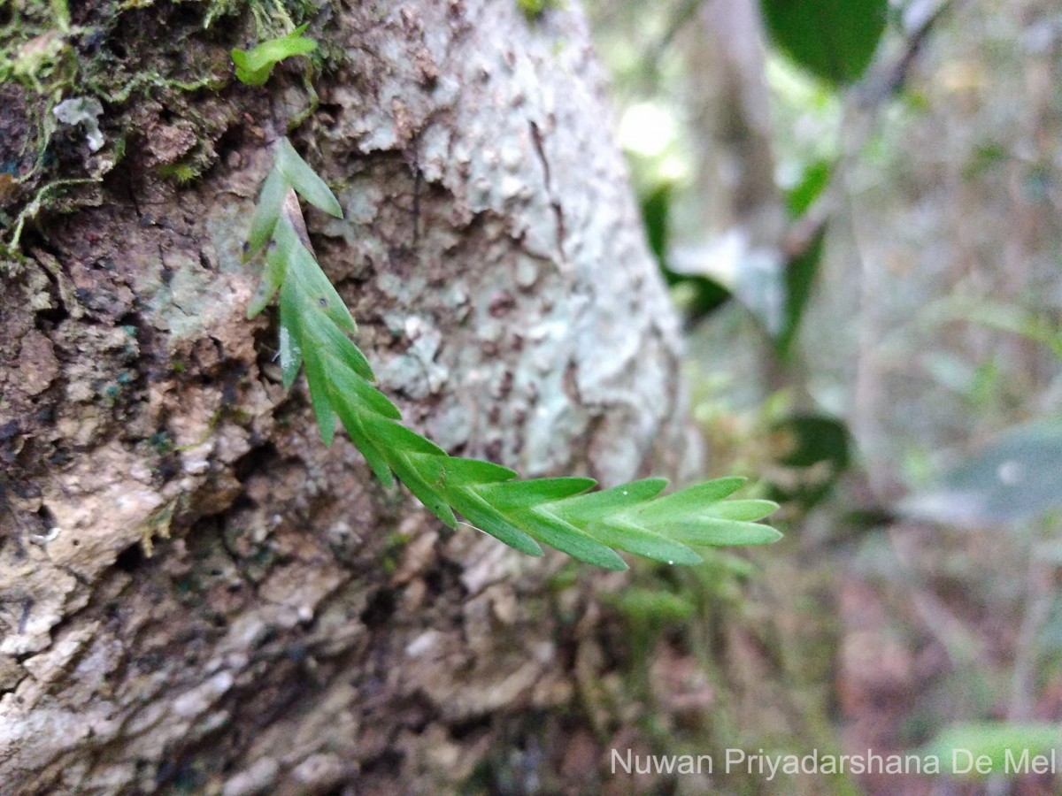 Podochilus malabaricus Wight